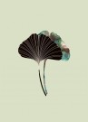Ginkgo Biloba Blader Mint thumbnail