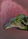 Gammelrosa thumbnail