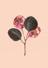Ginkgo Biloba Blader Rosa  thumbnail