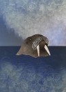 Fnug Antarktis Blå Hav thumbnail