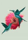 Mint- Rosa Blomst thumbnail
