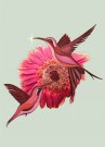 Mint- Rosa Fugler thumbnail