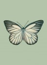 Mint thumbnail