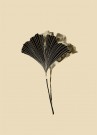 Ginkgo Biloba Blader Sepia thumbnail
