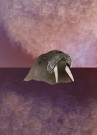 Fnug Antarktis Rosa Hav thumbnail