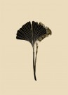 Ginkgo Biloba Blader Sepia thumbnail