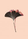 Ginkgo Biloba Blader Rosa  thumbnail