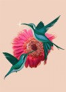 Rosa- Rosa Blomst thumbnail