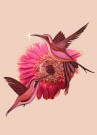 Rosa- Rosa Fugler thumbnail