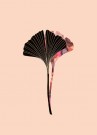 Ginkgo Biloba Blader Rosa  thumbnail