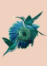 Rosa- Mint Fugler thumbnail