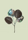 Ginkgo Biloba Blader Mint thumbnail