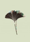 Ginkgo Biloba Blader Mint thumbnail