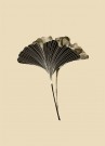 Ginkgo Biloba Blader Sepia thumbnail