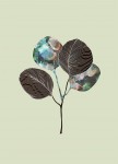 Ginkgo Biloba Blader Mint