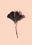 Ginkgo Biloba Blader Rosa 