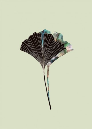 Ginkgo Biloba Blader Mint