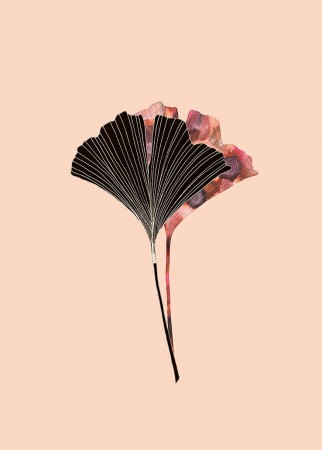 Ginkgo Biloba Blader Rosa 